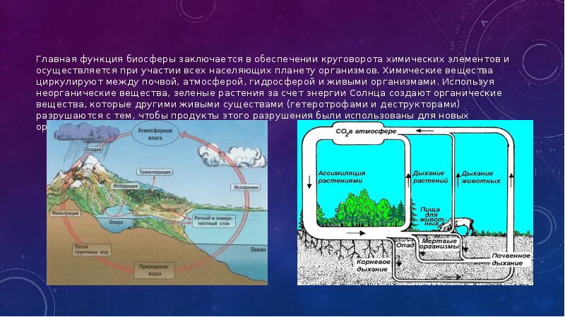 Доклад: Человек как элемент среды обитания