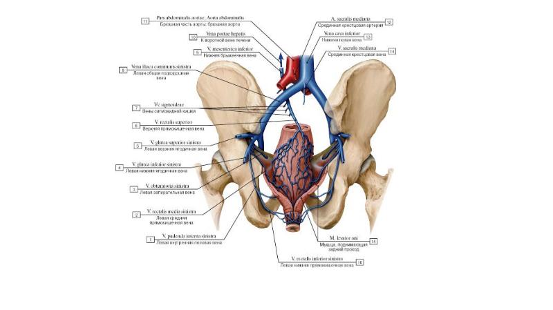 Вены стенок и органов полости таза перечислить их особенности ход и стоки