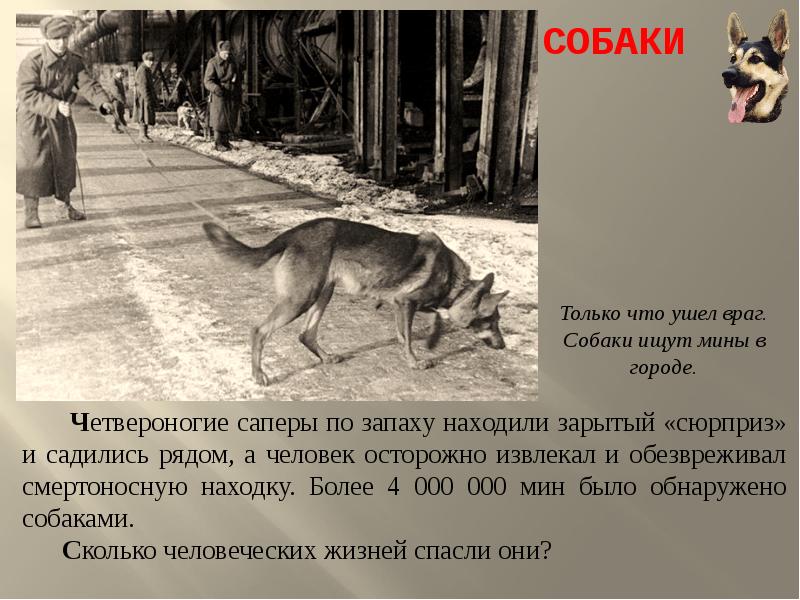 Собаки на войне фото с описанием