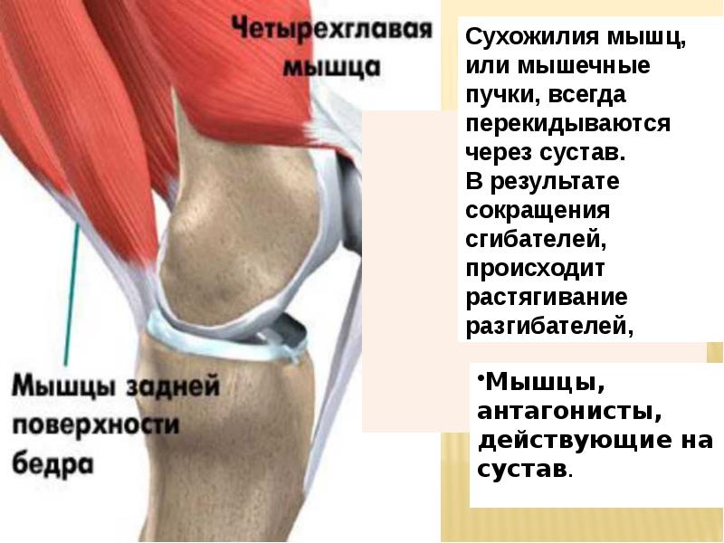 Повреждения и заболевания коленного сустава презентация