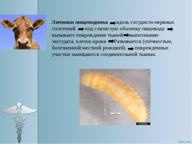 Селекция крупного рогатого скота презентация