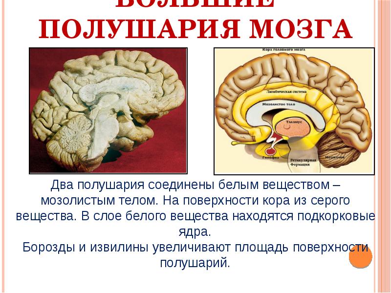 Мозгах 8. Презентация на тему головной мозг строение и функции 8 класс. Большие полушария головного мозга. Строение больших полушарий головного мозга. Большие полушария строение.