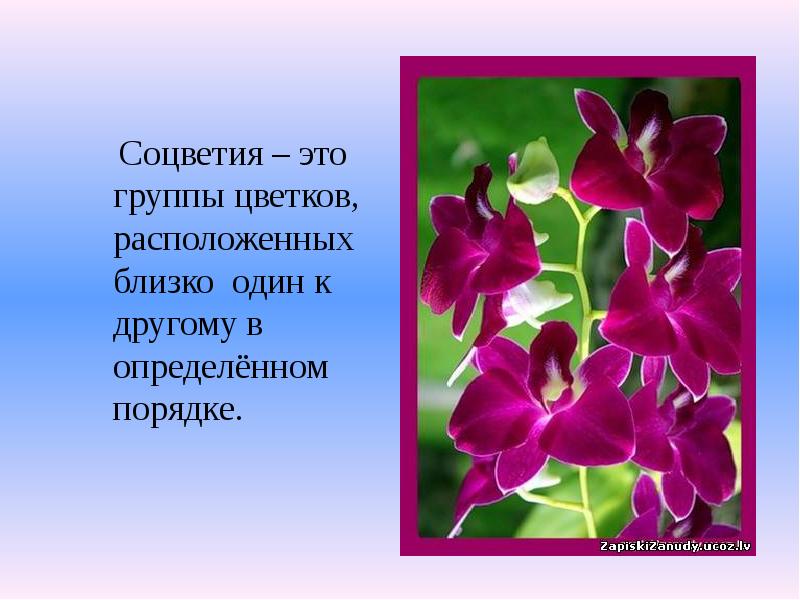 Соцветия – это группы цветков, расположенных близко один к другому в Соцветия – это группы цветков, расположенных близко один к другому в