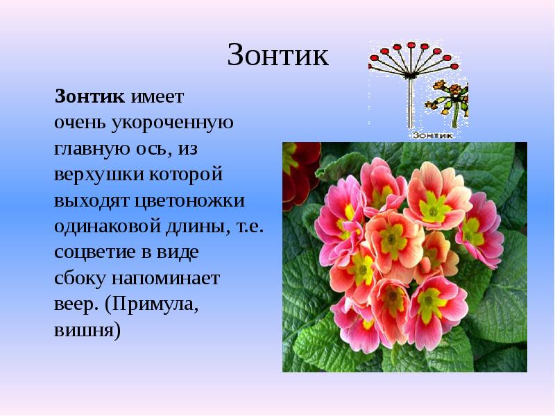 Зонтик
Зонтик имеет очень укороченную главную ось, из верхушки которой выходят Зонтик
Зонтик имеет очень укороченную главную ось, из верхушки которой выходят