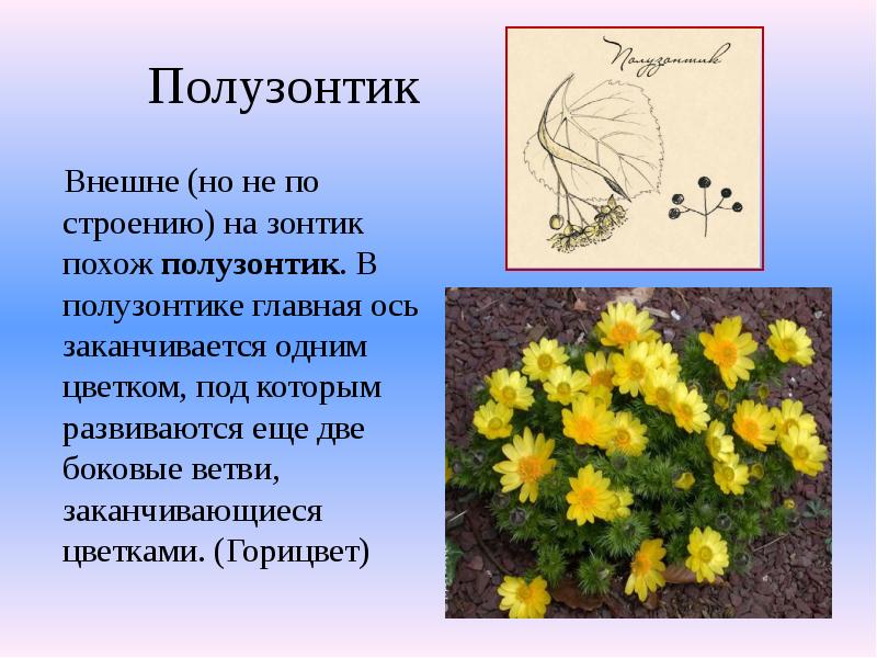 Полузонтик
Внешне (но не по строению) на зонтик похож полузонтик. Полузонтик
Внешне (но не по строению) на зонтик похож полузонтик.