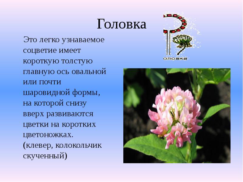 Головка
Это легко узнаваемое соцветие имеет короткую толстую главную Головка
Это легко узнаваемое соцветие имеет короткую толстую главную