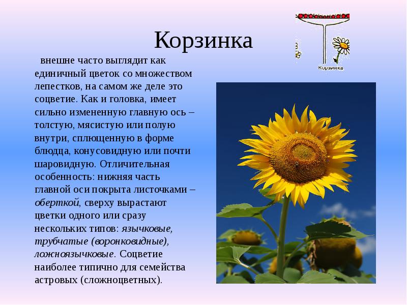 Корзинка
внешне часто выглядит как единичный цветок со Корзинка
внешне часто выглядит как единичный цветок со