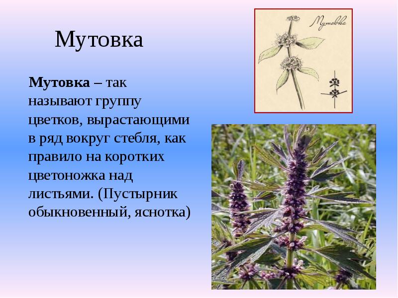 Мутовка
Мутовка – так называют группу цветков, вырастающими в ряд Мутовка
Мутовка – так называют группу цветков, вырастающими в ряд
