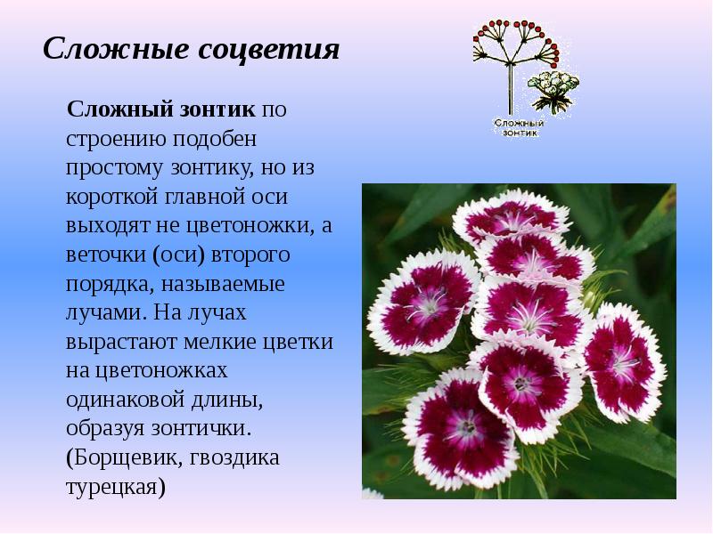 Соцветия сложный зонтик