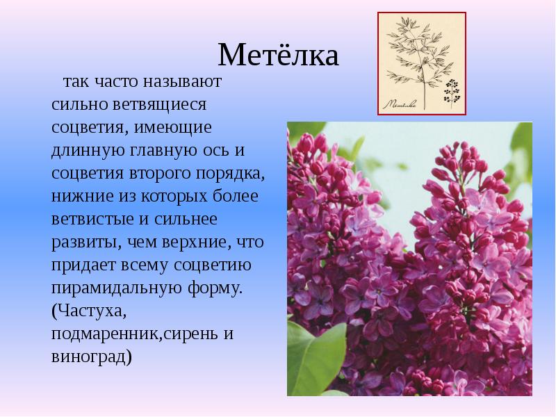 Метёлка
так часто называют сильно ветвящиеся соцветия, имеющие Метёлка
так часто называют сильно ветвящиеся соцветия, имеющие