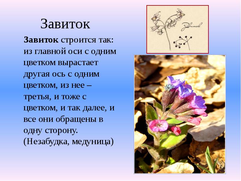 Завиток
Завиток строится так: из главной оси с одним цветком Завиток
Завиток строится так: из главной оси с одним цветком