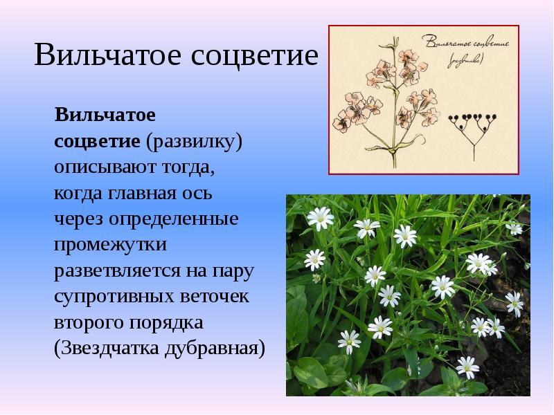 Вильчатое соцветие
Вильчатое соцветие (развилку) описывают тогда, когда главная ось Вильчатое соцветие
Вильчатое соцветие (развилку) описывают тогда, когда главная ось