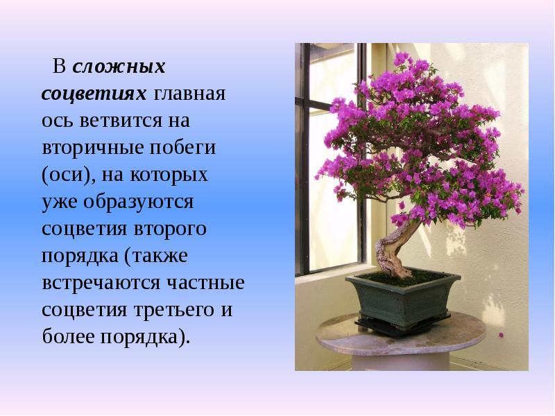 В сложных соцветиях главная ось ветвится на вторичные побеги (оси), на которых В сложных соцветиях главная ось ветвится на вторичные побеги (оси), на которых