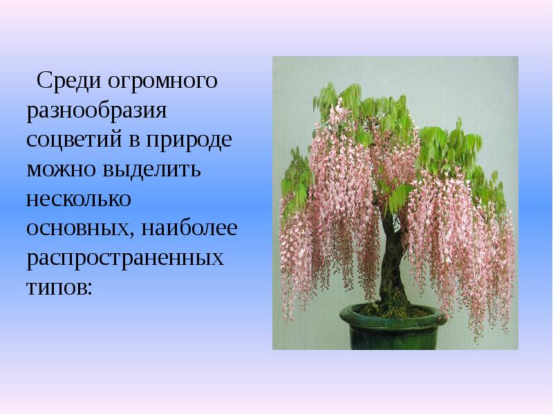 Среди огромного разнообразия соцветий в природе можно выделить несколько основных, наиболее Среди огромного разнообразия соцветий в природе можно выделить несколько основных, наиболее
