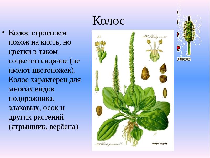 Колос
Колос строением похож на кисть, но цветки в таком соцветии сидячие Колос
Колос строением похож на кисть, но цветки в таком соцветии сидячие