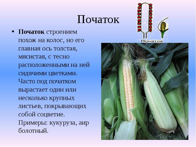 Початок
Початок строением похож на колос, но его главная ось толстая, мясистая, Початок
Початок строением похож на колос, но его главная ось толстая, мясистая,