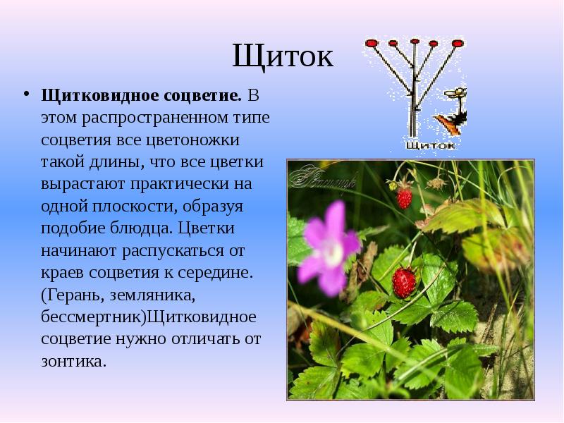Щиток
Щитковидное соцветие. В этом распространенном типе соцветия все цветоножки такой длины, Щиток
Щитковидное соцветие. В этом распространенном типе соцветия все цветоножки такой длины,