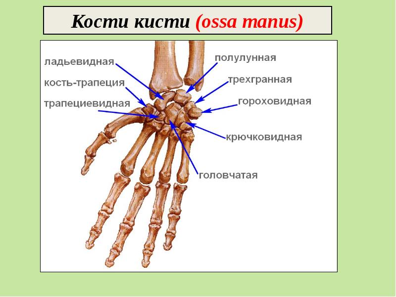 Направленная костная регенерация презентация