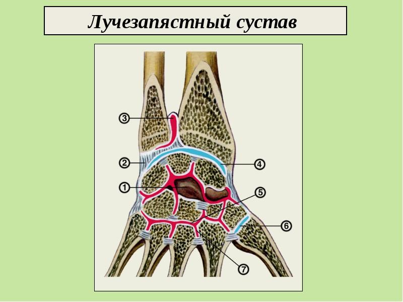 Костная система презентация