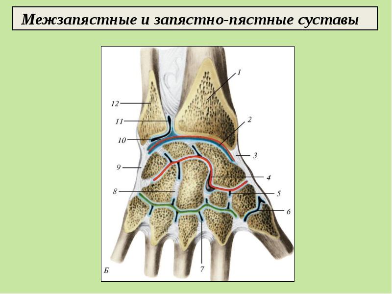 Запястно пястный сустав. Запястно-пястный сустав 1 пальца. Среднезапястный сустав анатомия. Запястно пястный сустав анатомия. Строение лучезапястного сустава.