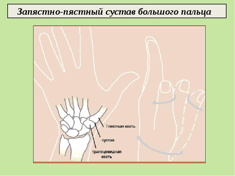 Запястно пястный сустав i пальца. Запястный сустав большого пальца. Пястнощапястный сустав. Запястно-пястный сустав большого. Запястнопястная большого пальца.