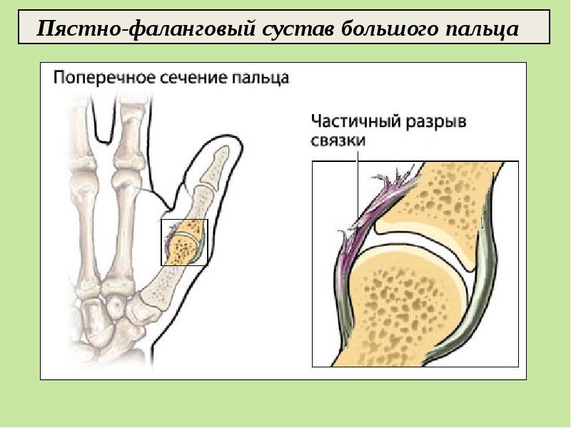 Фото костная система