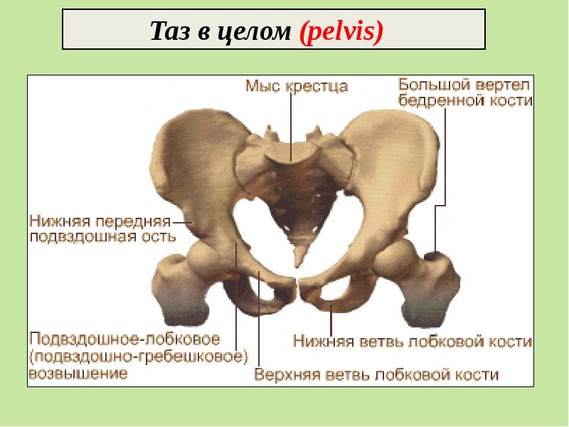 Костная пластика челюстей презентация