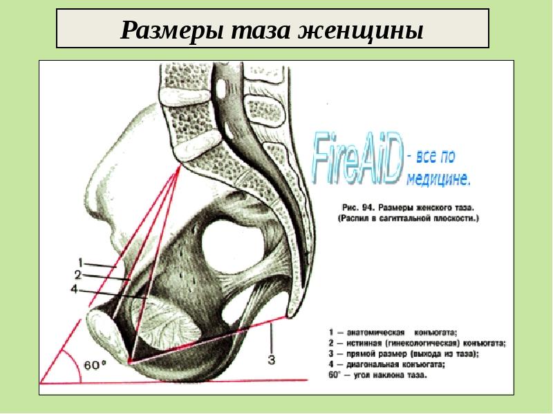 Истинная конъюгата. Анатомическая конъюгата таза Размеры. Диагональная конъюгата в акушерстве. Конъюгаты таза анатомия. Анатомическая конъюгата женского таза.