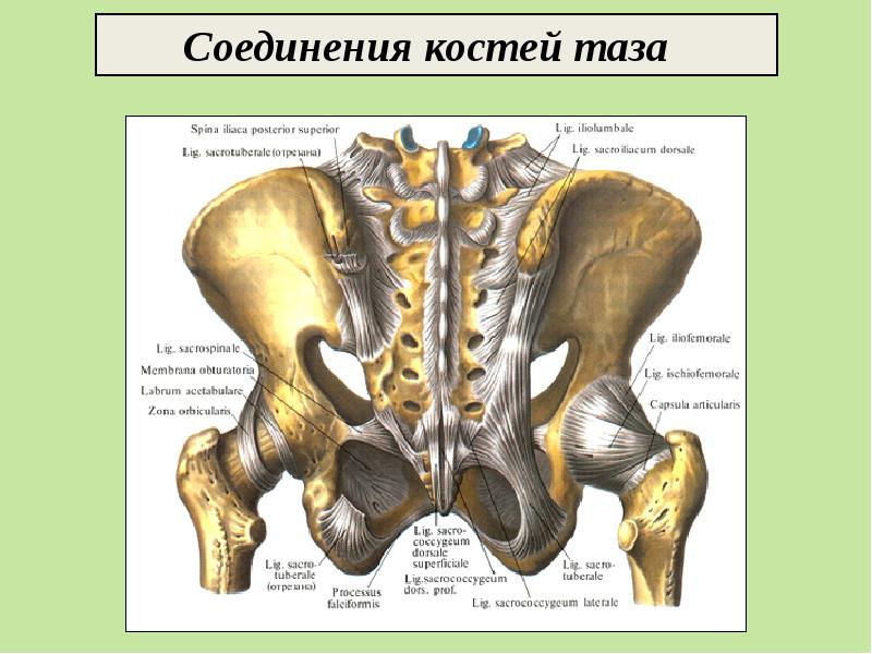 Фото костная система