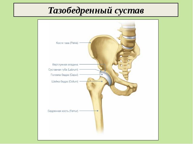 Тазобедренная кость человека рисунок