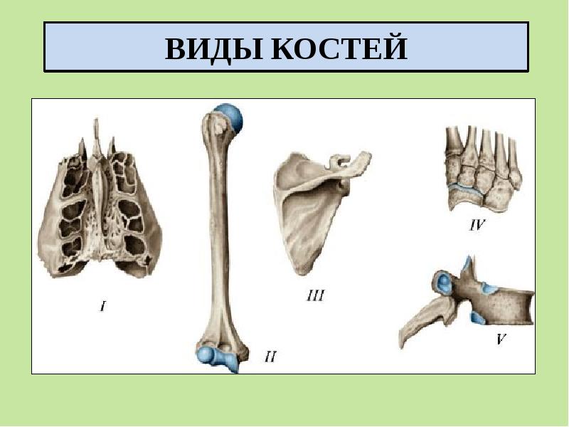 Костей видео. Виды костей. Кости виды костей. Типы костей презентация. Внешний вид костей.