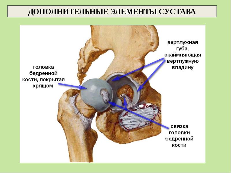 Фото костная система