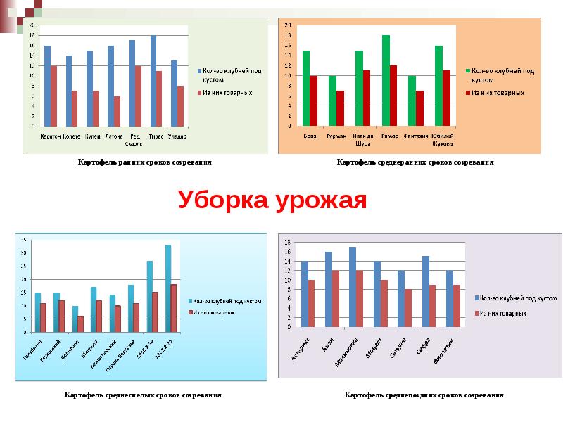 Сортоиспытание картофеля проект