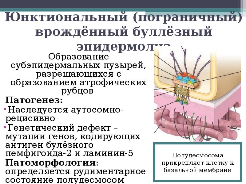 Буллезный пемфигоид презентация