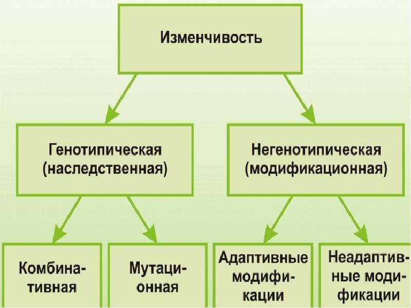 Схема формы изменчивости бактерий