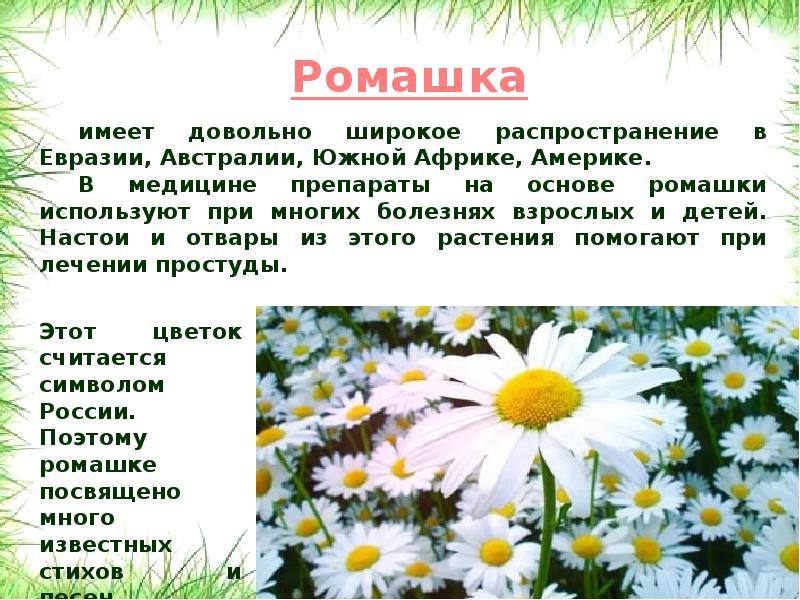 Проект про ромашку 3 класс
