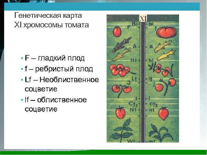 Сцепленное наследование генетическая карта. Генетическая карта хромосом помидора. Генетические карты двух хромосом томата. Карта хромосомы томата. Хромосома томата.