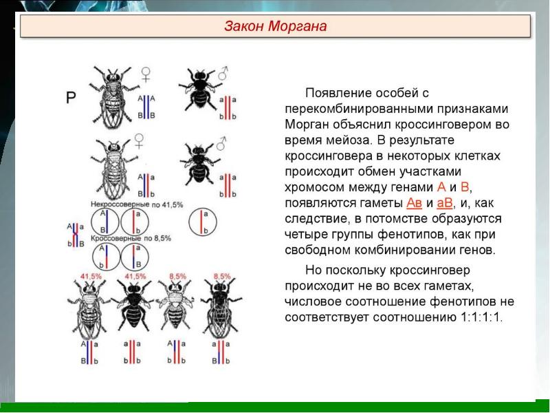 Решение задач на сцепленное наследование презентация