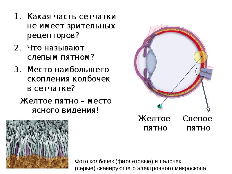 Место скопления зрительных рецепторов сумеречного света