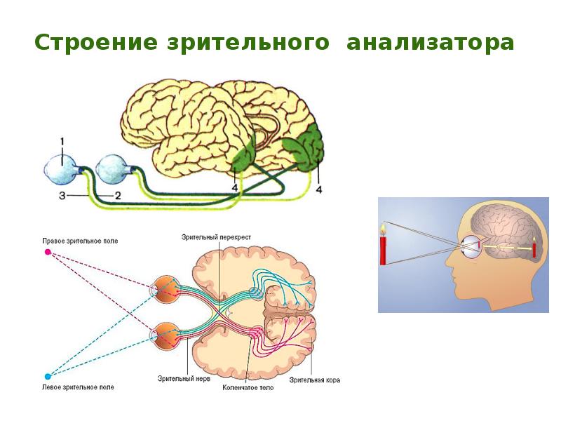 Механизм работы зрительного анализатора схема