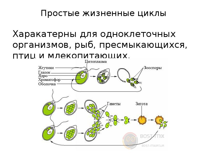 Простейшие этапы развития. Циклы развития одноклеточных организмов рисунок. Жизненный цикл развития одноклеточных. Схемы жизненного цикла простейших. Цикл развития простейших животных.