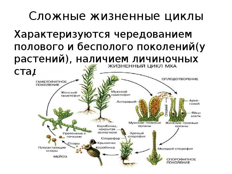 При делении жизненного цикла овощных растений. Жизненный цикл высших растений бесполое поколение. Чередование поколений у растений. Жизненный цикл растений чередование поколений. Чередование поколений в жизненном цикле растений.