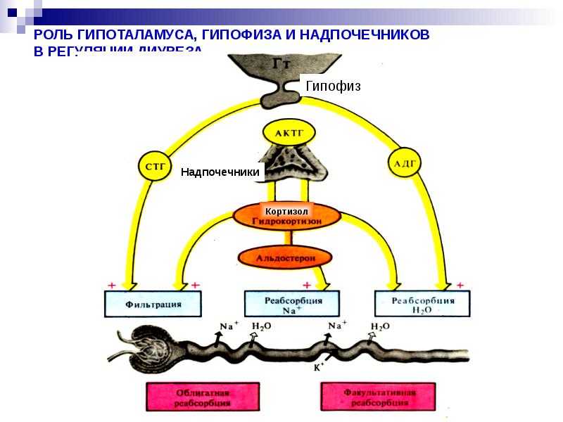 Выделение физиология презентация