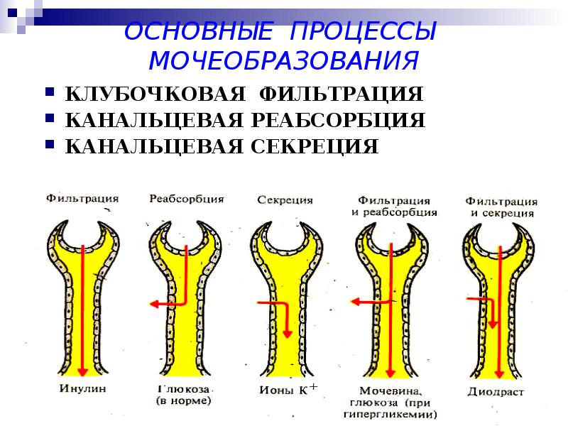 Физиология мочеобразования презентация