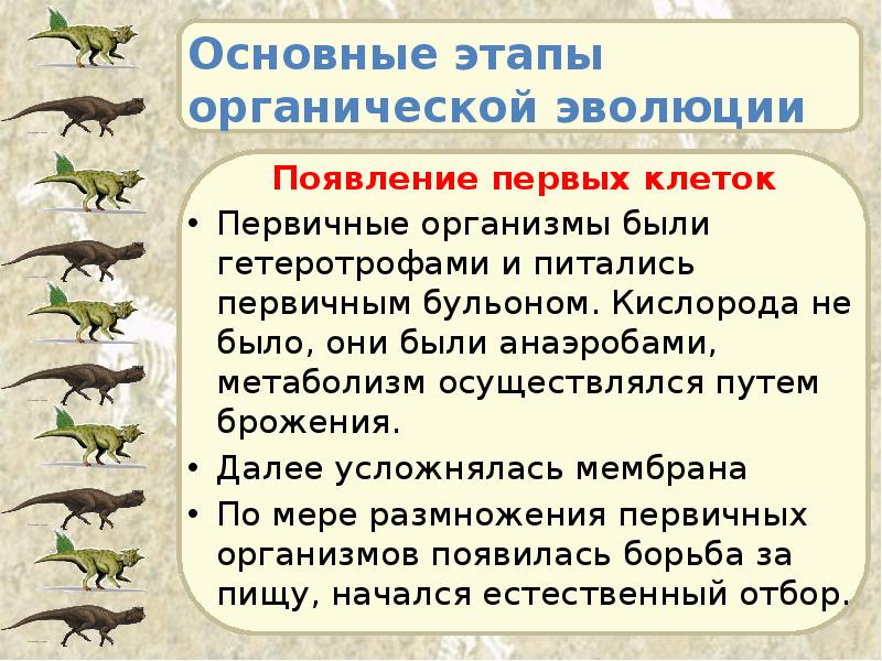 Основные этапы органической эволюции Появление первых клеток Первичные организмы были гетеротрофами
