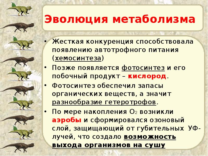 Эволюция метаболизма Жесткая конкуренция способствовала появлению автотрофного питания (хемосинтеза) Позже появляется