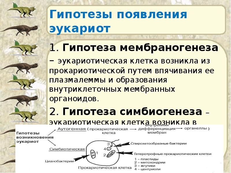 Гипотезы появления эукариот 1. Гипотеза мембраногенеза – эукариотическая клетка возникла из