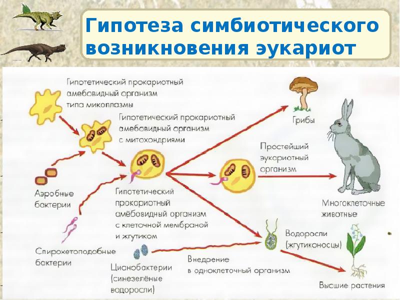 Гипотеза симбиотического возникновения эукариот