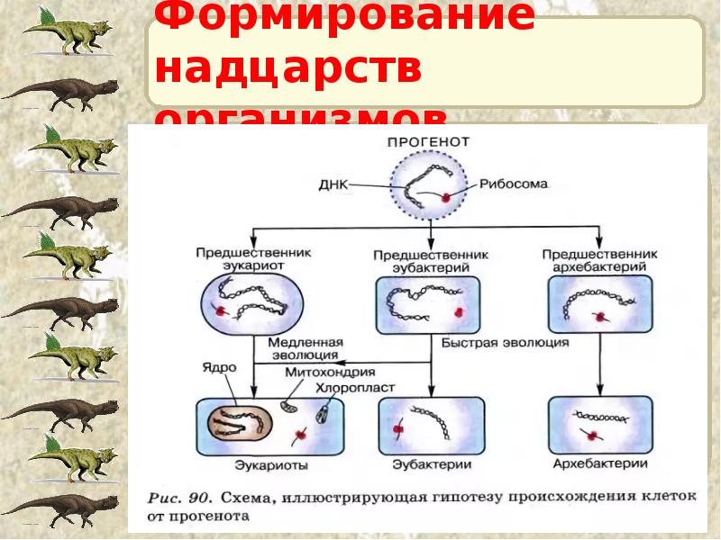 Формирование надцарств организмов