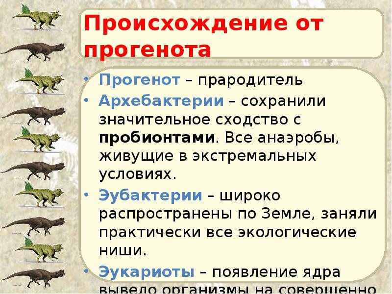 Происхождение от прогенота Прогенот – прародитель Архебактерии – сохранили значительное сходство